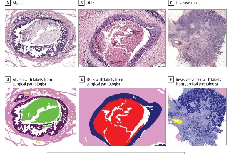 Set of tissue labels used in semantic segmentation.